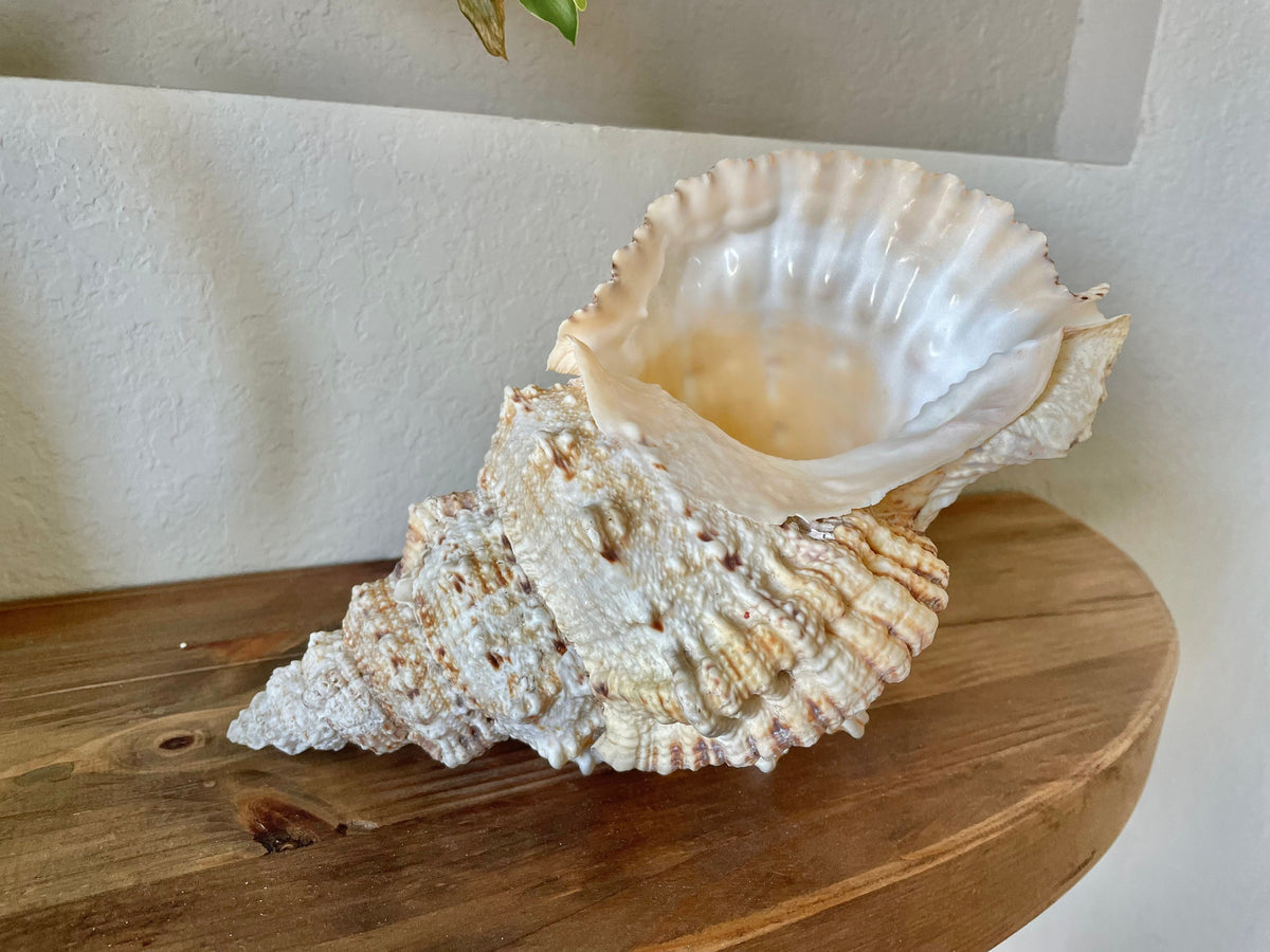 BURSA BUBO FROG Shells: 5-10" *You Choose Size* Natural Brown White Display Conch Seashell