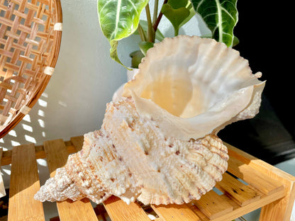 BURSA BUBO FROG Shells: 5-10" *You Choose Size* Natural Brown White Display Conch Seashell