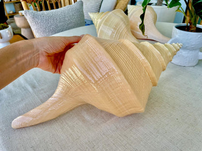 AUSTRALIAN TRUMPET SYRINX *You Choose Size* 18-20" Long Rare Mammoth Display Seashell
