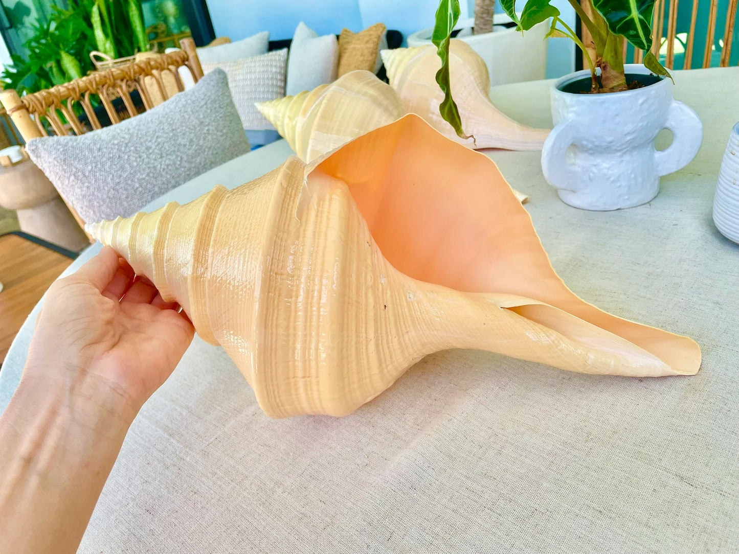 AUSTRALIAN TRUMPET SYRINX *You Choose Size* 18-20" Long Rare Mammoth Display Seashell