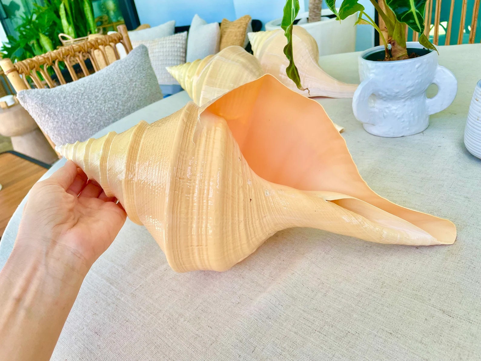 AUSTRALIAN TRUMPET SYRINX *You Choose Size* 18-20" Long Rare Mammoth Display Seashell