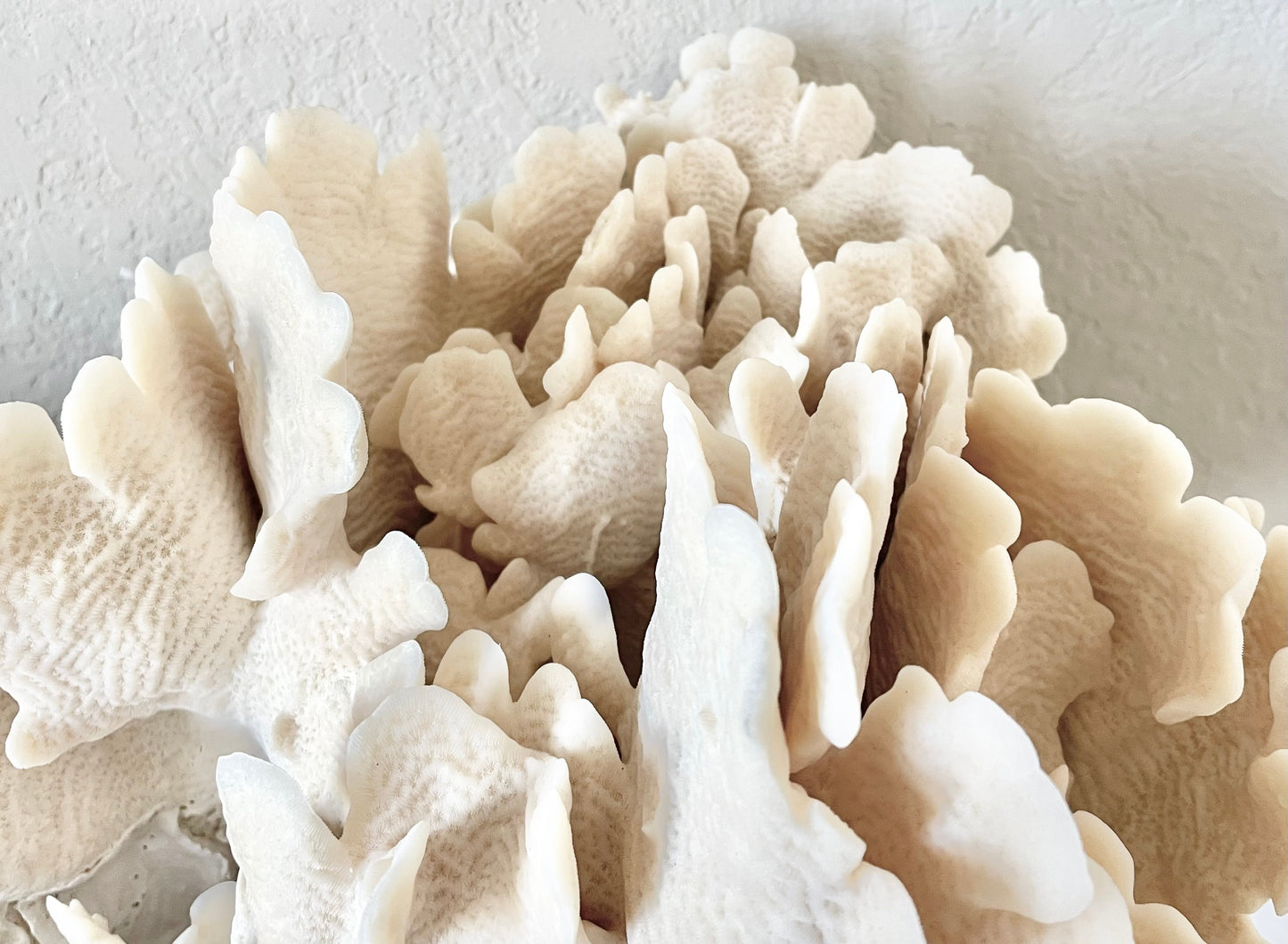 Genuine Sea Natural Beige CACTUS CORAL 100% Real Ocean Reef Aquarium Coastal Beach Ocean Décor Nautical Flat cut bottom