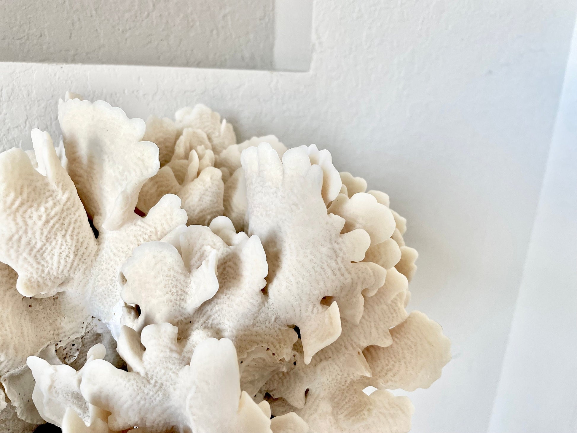 Genuine Sea Natural Beige CACTUS CORAL 100% Real Ocean Reef Aquarium Coastal Beach Ocean Décor Nautical Flat cut bottom