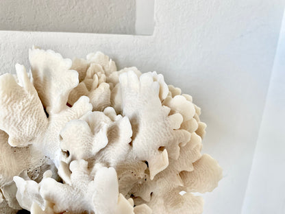 Genuine Sea Natural Beige CACTUS CORAL 100% Real Ocean Reef Aquarium Coastal Beach Ocean Décor Nautical Flat cut bottom