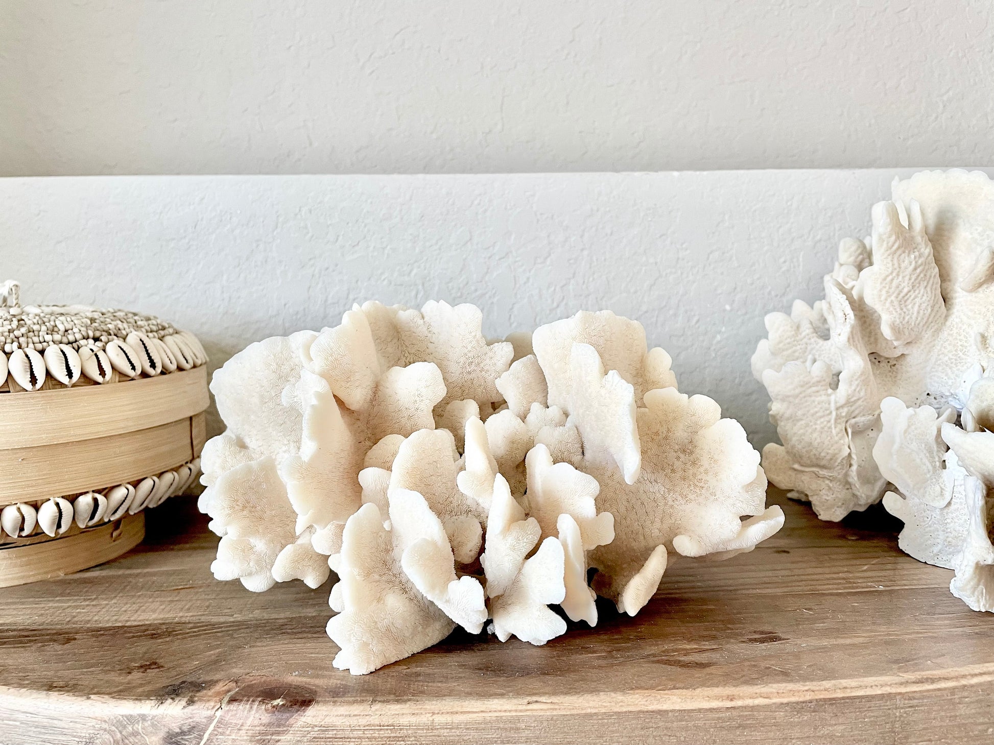 Genuine Sea Natural Beige CACTUS CORAL 100% Real Ocean Reef Aquarium Coastal Beach Ocean Décor Nautical Flat cut bottom