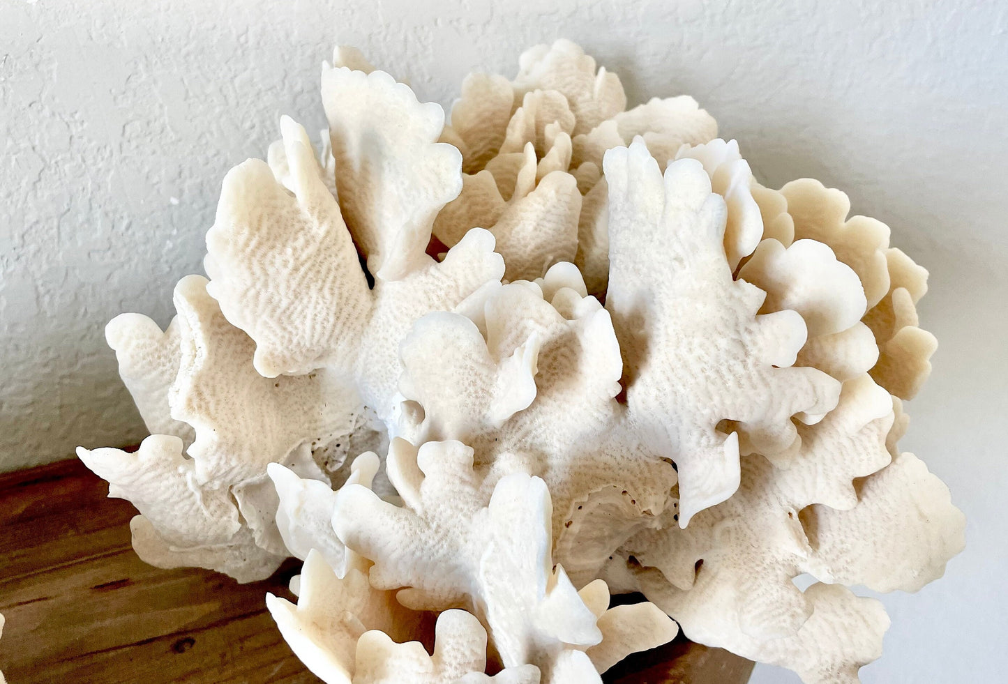 Genuine Sea Natural Beige CACTUS CORAL 100% Real Ocean Reef Aquarium Coastal Beach Ocean Décor Nautical Flat cut bottom