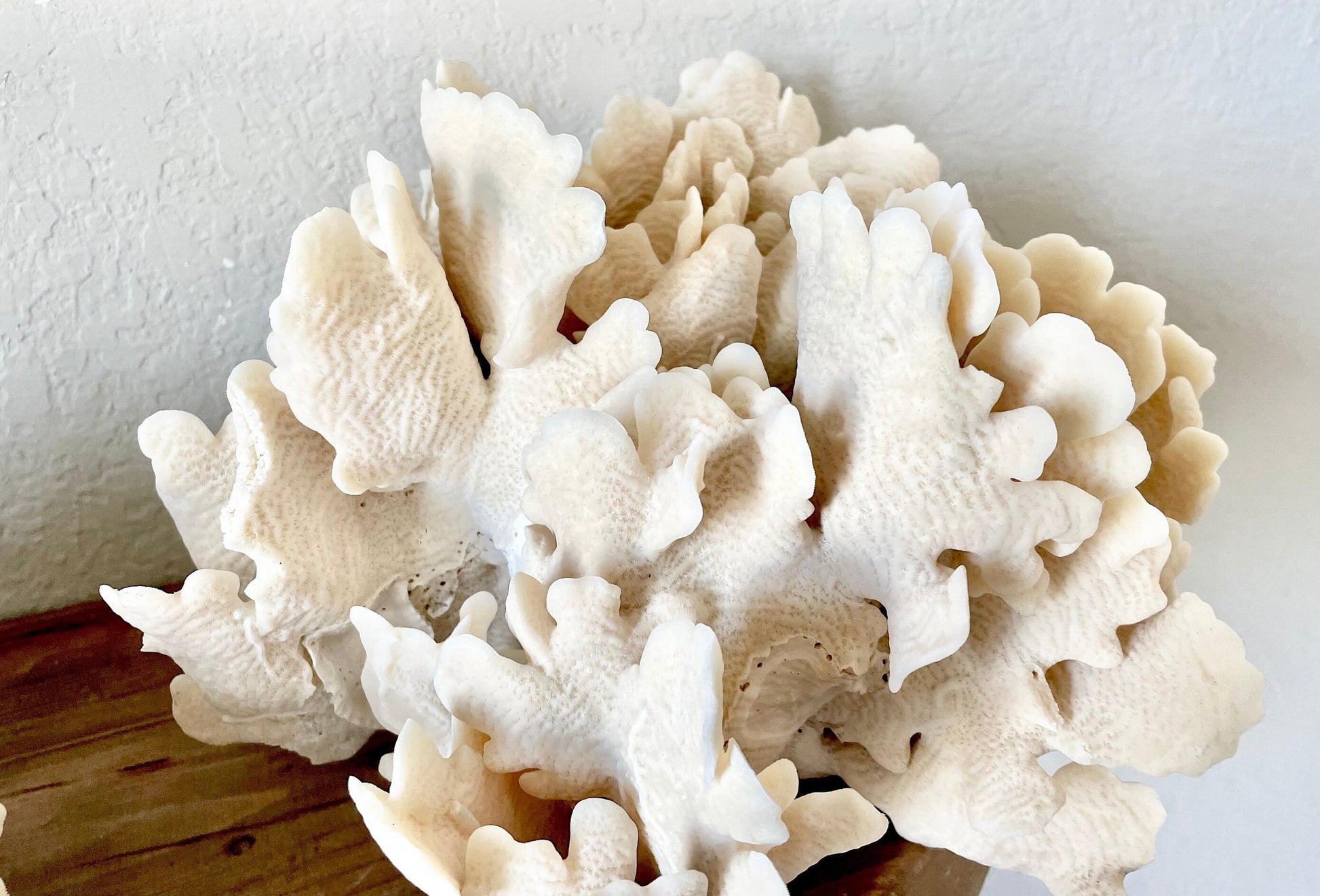 Genuine Sea Natural Beige CACTUS CORAL 100% Real Ocean Reef Aquarium Coastal Beach Ocean Décor Nautical Flat cut bottom