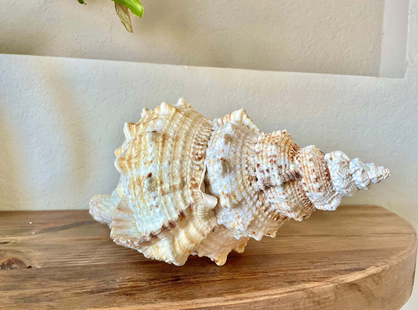 BURSA BUBO FROG Shells *All Sizes* Huge Natural Brown White Display Conch Coastal Home Décor Seashell