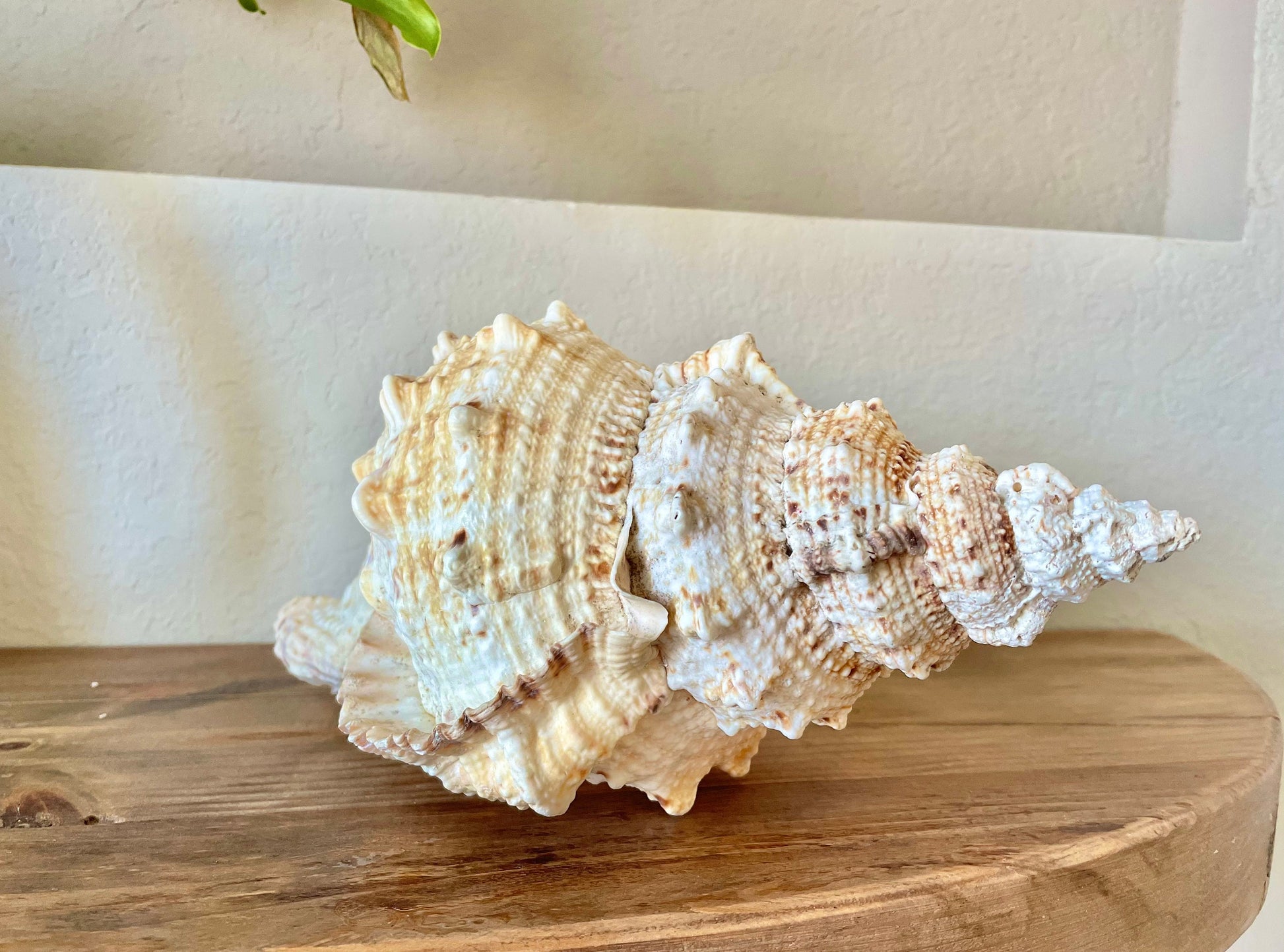BURSA BUBO FROG Shells *All Sizes* Huge Natural Brown White Display Conch Coastal Home Décor Seashell