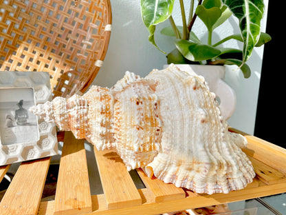 BURSA BUBO FROG Shells: 5-10" *You Choose Size* Natural Brown White Display Conch Seashell