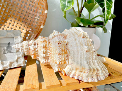 BURSA BUBO FROG Shells: 5-10" *You Choose Size* Natural Brown White Display Conch Seashell