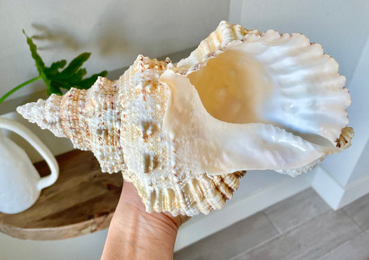 BURSA BUBO FROG Shells: 5-10" *You Choose Size* Natural Brown White Display Conch Seashell