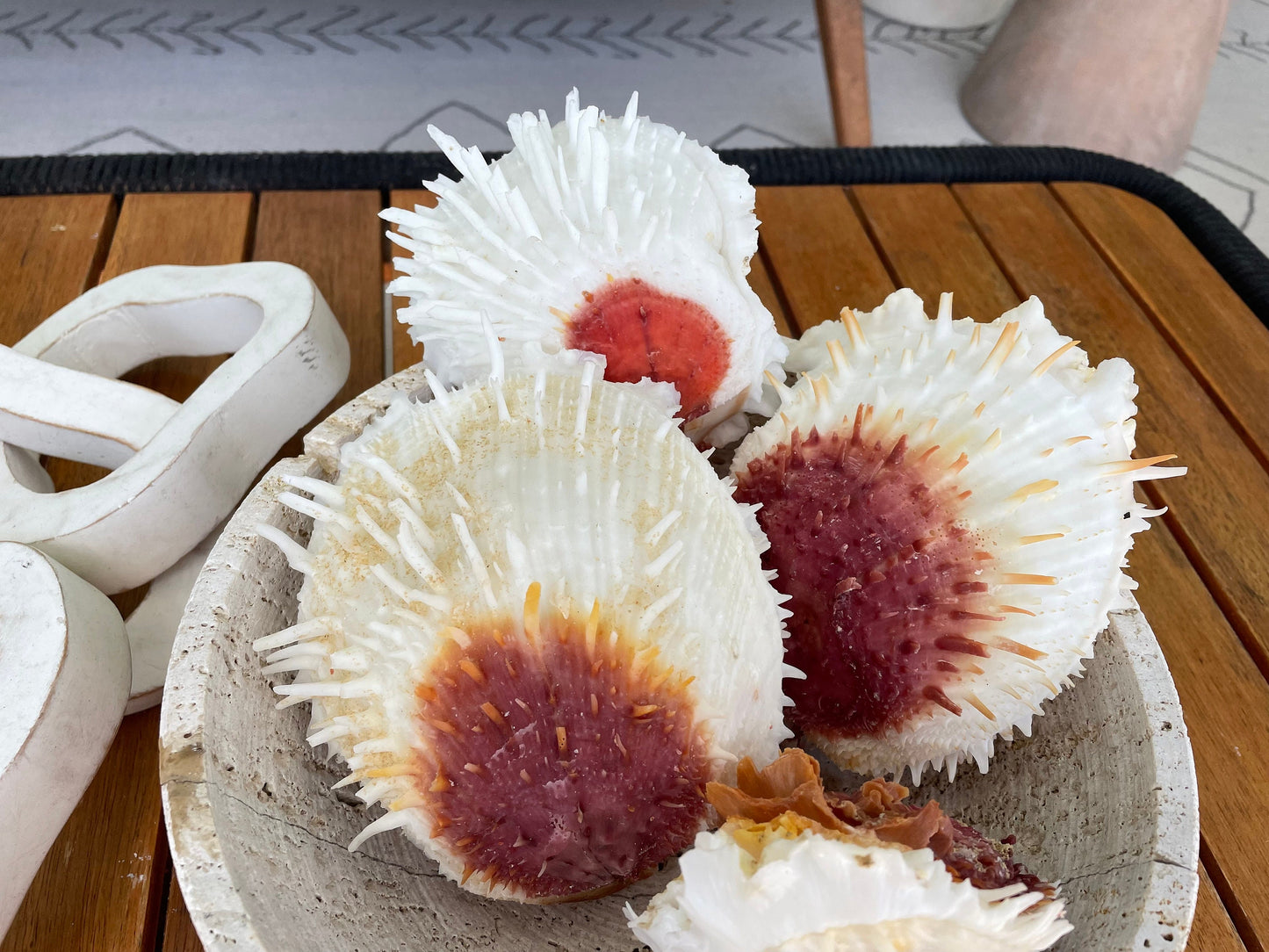 PACIFIC VARIANS OYSTER Shells *All Sizes* Natural White Red Spondylus Thorny Paired Display Seashells