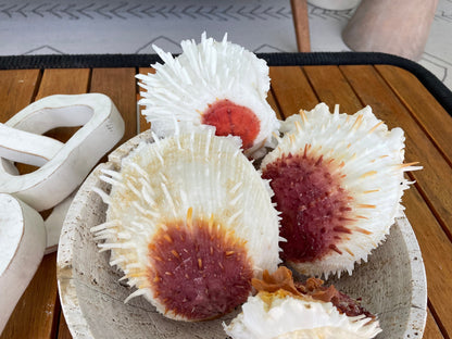 PACIFIC VARIANS OYSTER Shells *All Sizes* Natural White Red Spondylus Thorny Paired Display Seashells
