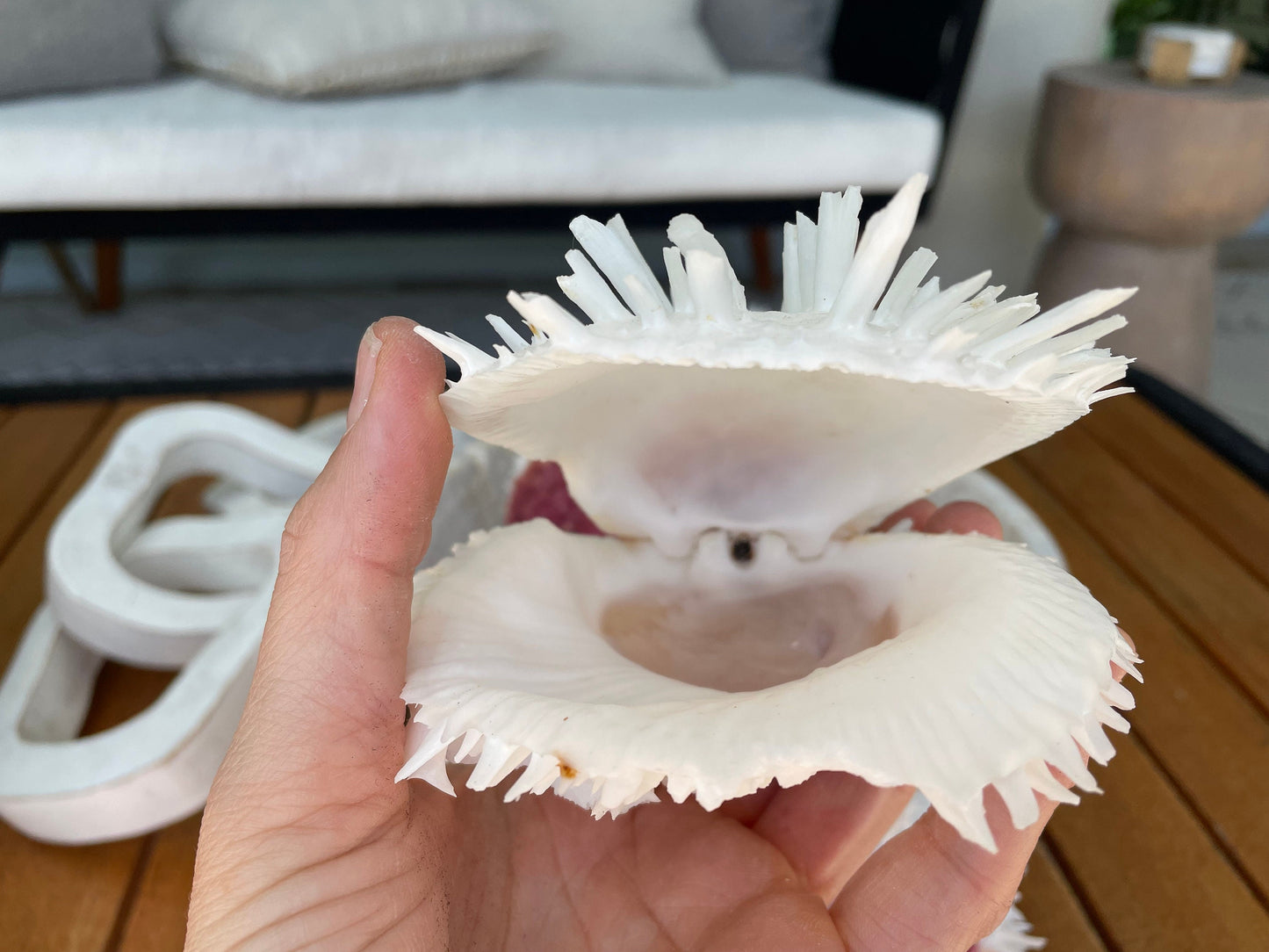 Spondylus Varians OYSTER Shells: 4-7" Tall White Thorny Paired Display Seashells