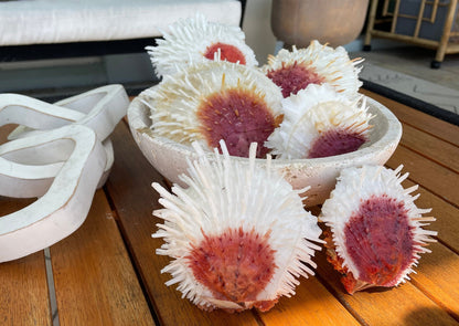 PACIFIC VARIANS OYSTER Shells *All Sizes* Natural White Red Spondylus Thorny Paired Display Seashells