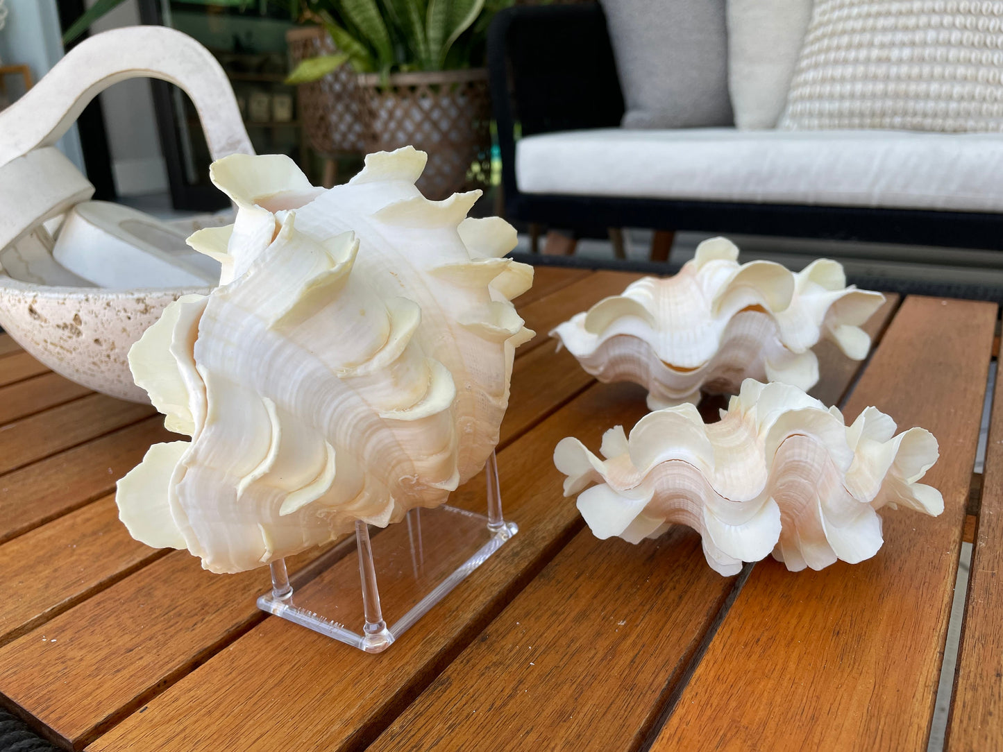 FLUTED CLAM PAIR Shell *All Sizes* Natural White Scaly Squamosa Tridacna Seashell Display Seashell