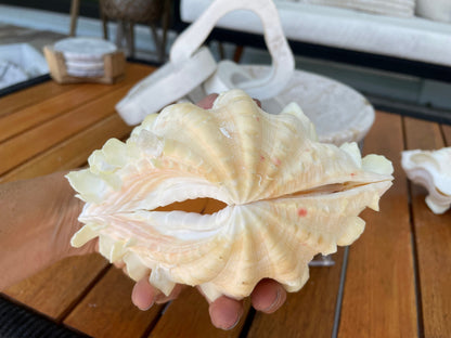 FLUTED CLAM PAIR Shell *All Sizes* Natural White Scaly Squamosa Tridacna Seashell Display Seashell