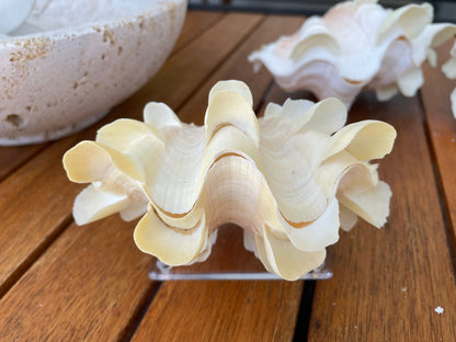 FLUTED CLAM PAIR Shell *All Sizes* Natural White Scaly Squamosa Tridacna Seashell Display Seashell