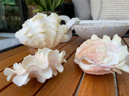 FLUTED CLAM PAIR Shell *All Sizes* Natural White Scaly Squamosa Tridacna Seashell Display Seashell