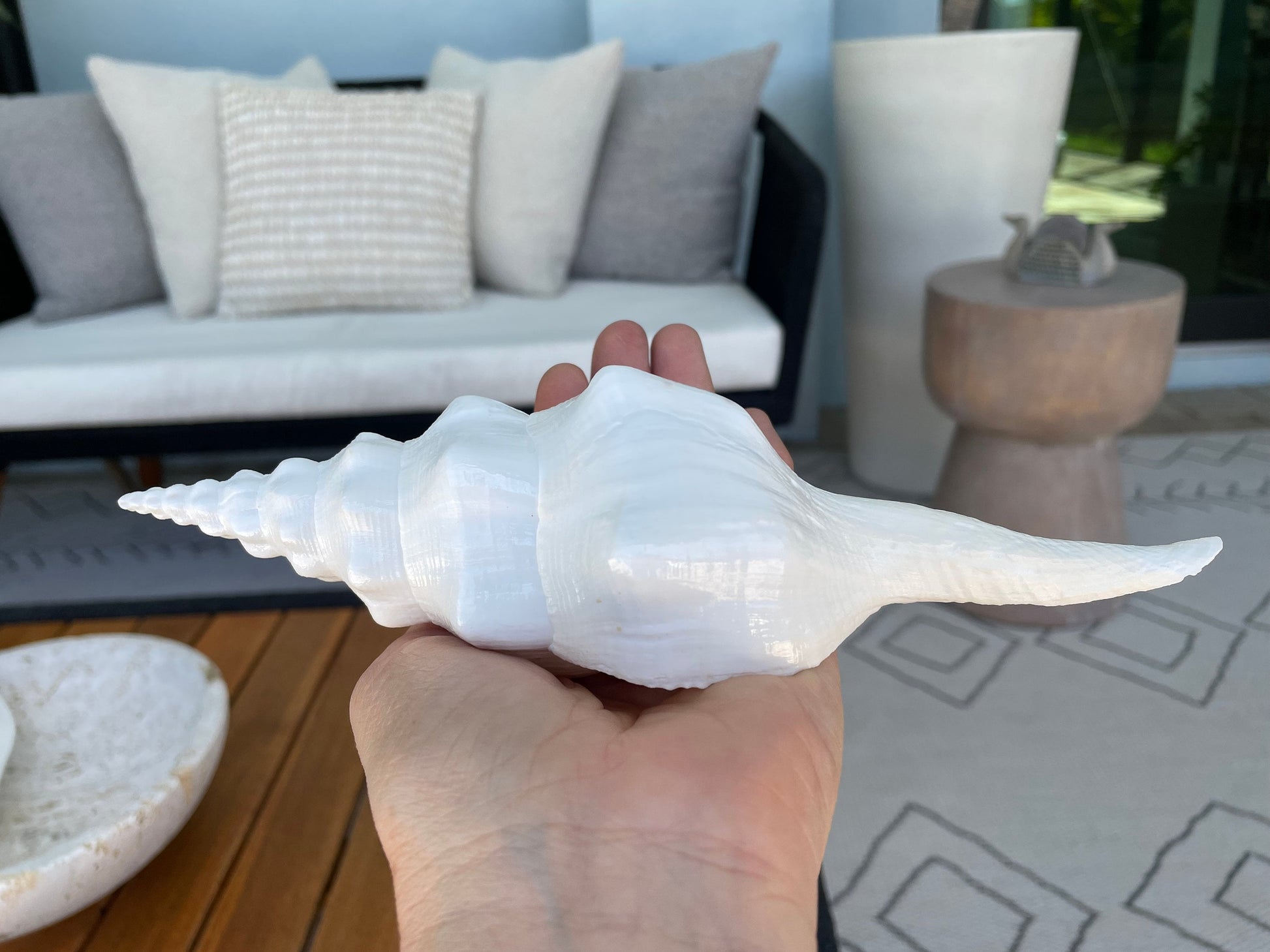 WAVY SPINDLE SHELLS: 6-8" White Display Conch Seashell Coastal Beach Décor