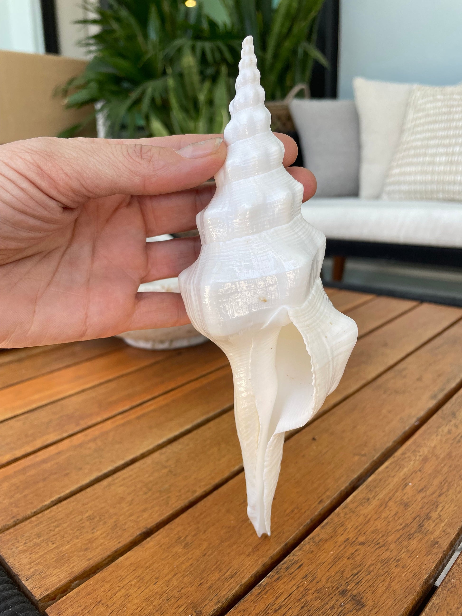 WAVY SPINDLE SHELLS: 6-8" White Display Conch Seashell Coastal Beach Décor