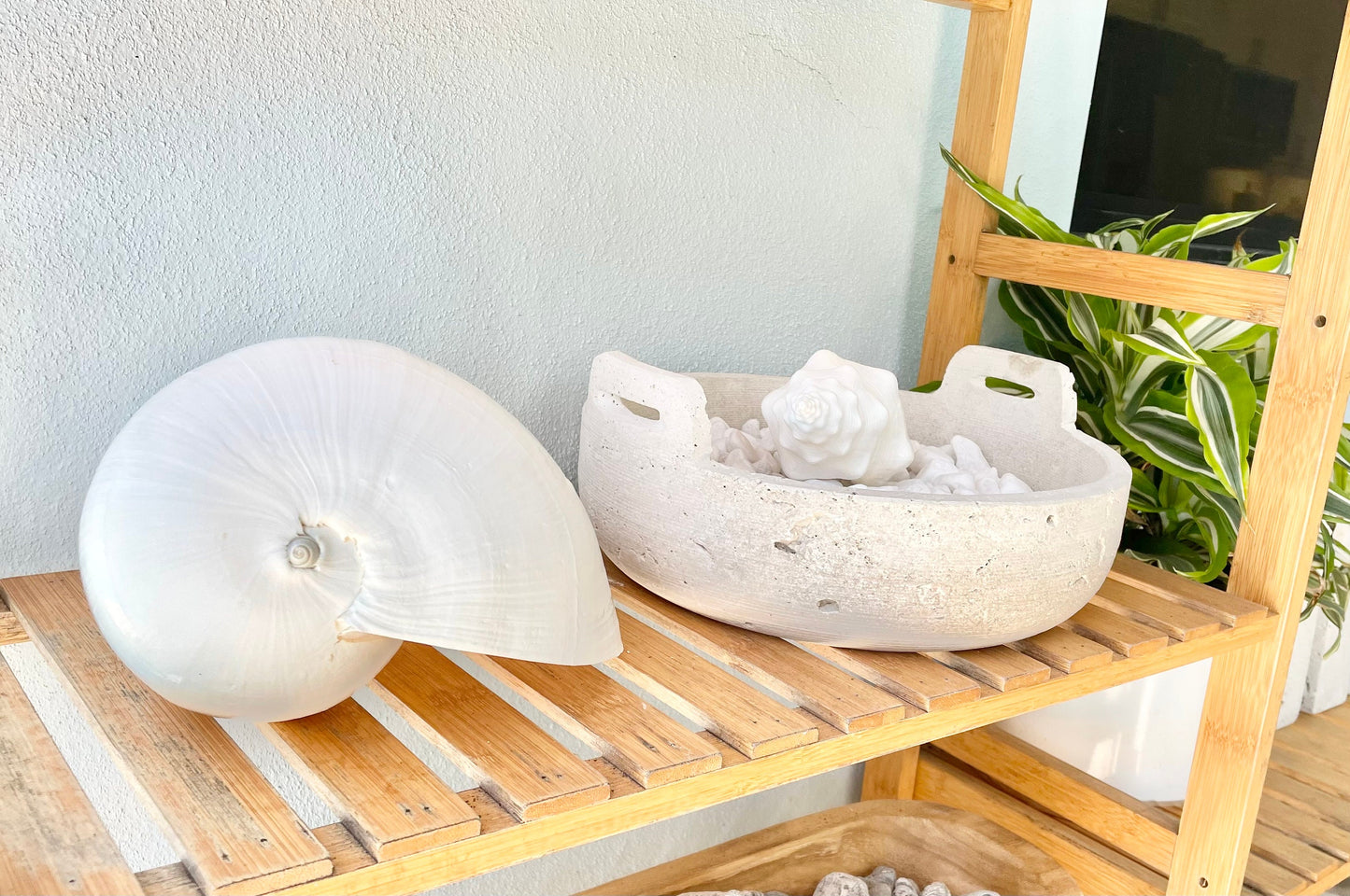 WAVY SPINDLE SHELLS: 6-8" White Display Conch Seashell Coastal Beach Décor