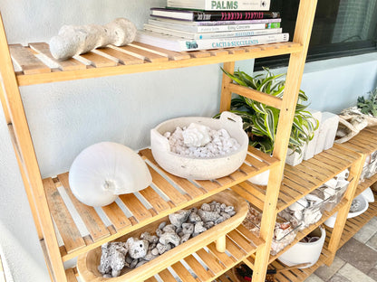 WAVY SPINDLE SHELLS 6-7" White Long Natural Display Conch Seashell Coastal Beach Décor