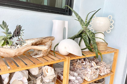 White Indian Melon Seashell Large: 6-9" * You Choose Size* Coastal Décor Shell Planter