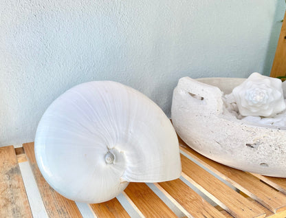 INDIAN VOLUTE MELON Shell Solid White *All Sizes* Large Seashell Coastal Airplant Holder Planter Beach Nautical Décor
