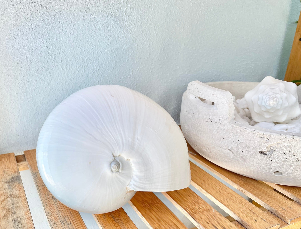 White Indian Melon Seashell Large: 6-9" * You Choose Size* Coastal Décor Shell Planter