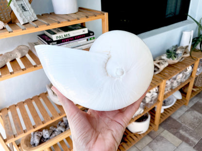 White Indian Melon Seashell Large: 6-9" * You Choose Size* Coastal Décor Shell Planter
