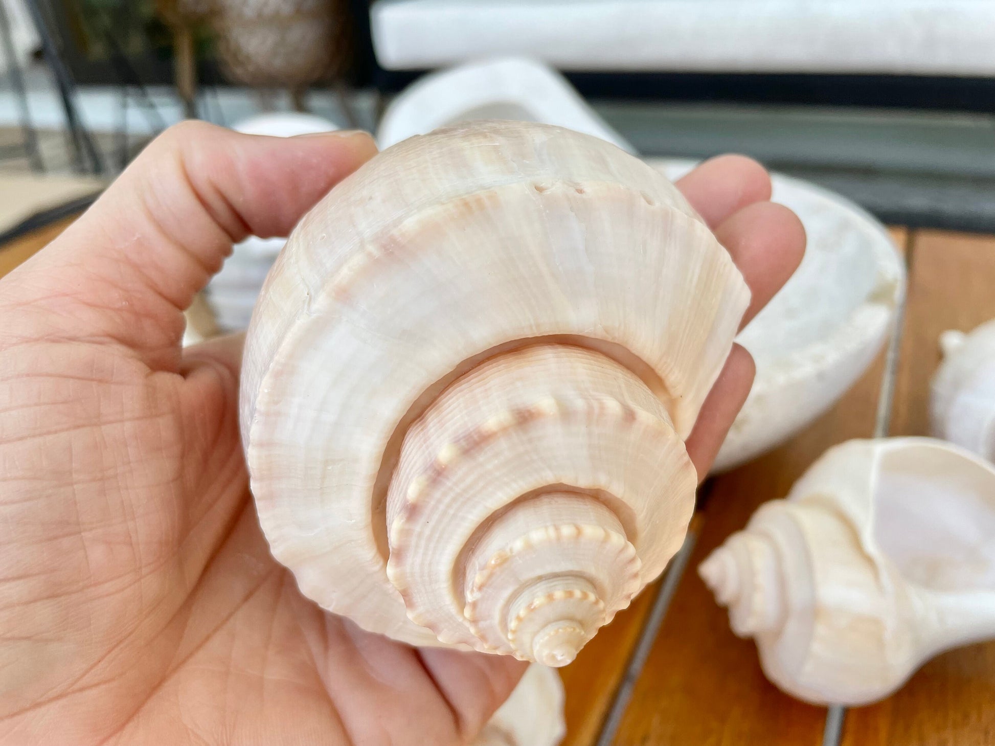 Channel Whelk Conch Sea Shell Large 6-7" Seashell Beach Nautical Home Décor Coastal Display Busycon canaliculatum