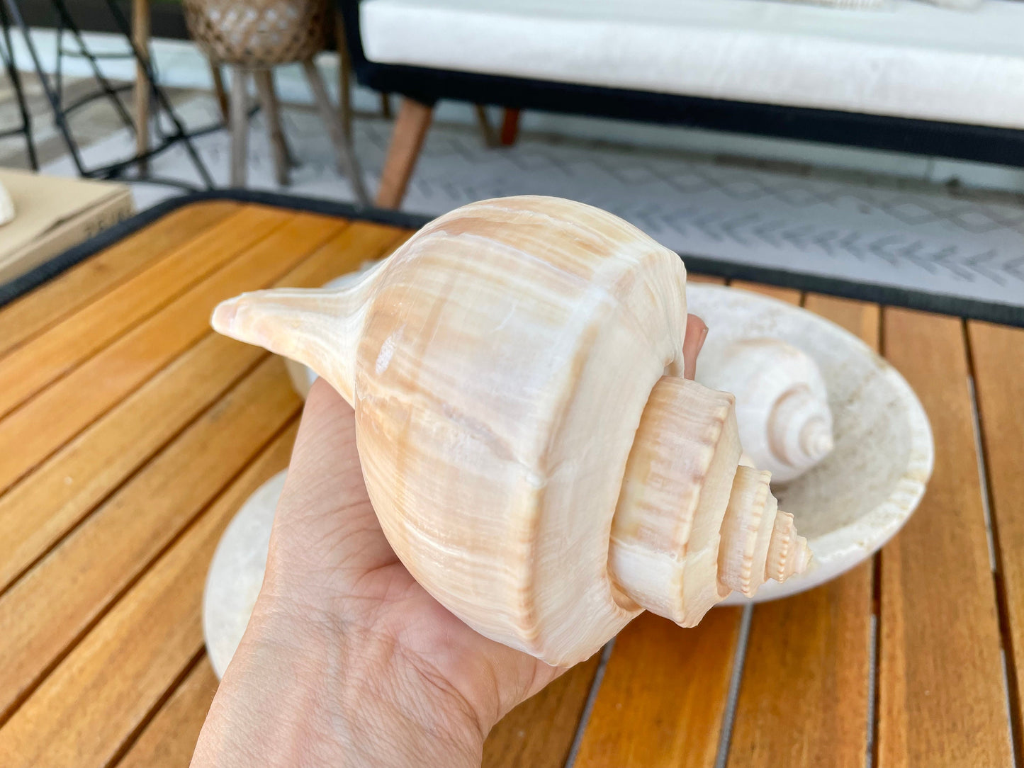 Channel Whelk Conch Sea Shell Large 6-7" Seashell Beach Nautical Home Décor Coastal Display Busycon canaliculatum