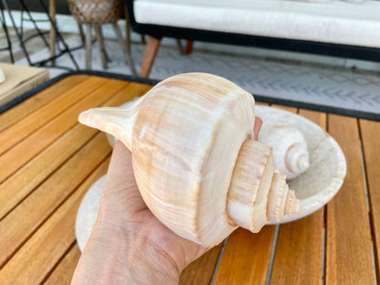 Channel Whelk Conch Sea Shell Large 6-7" Seashell Beach Nautical Home Décor Coastal Display Busycon canaliculatum