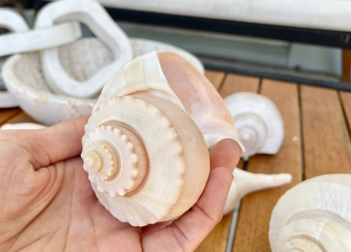 Channel Whelk Conch Sea Shell Large 6-7" Seashell Beach Nautical Home Décor Coastal Display Busycon canaliculatum