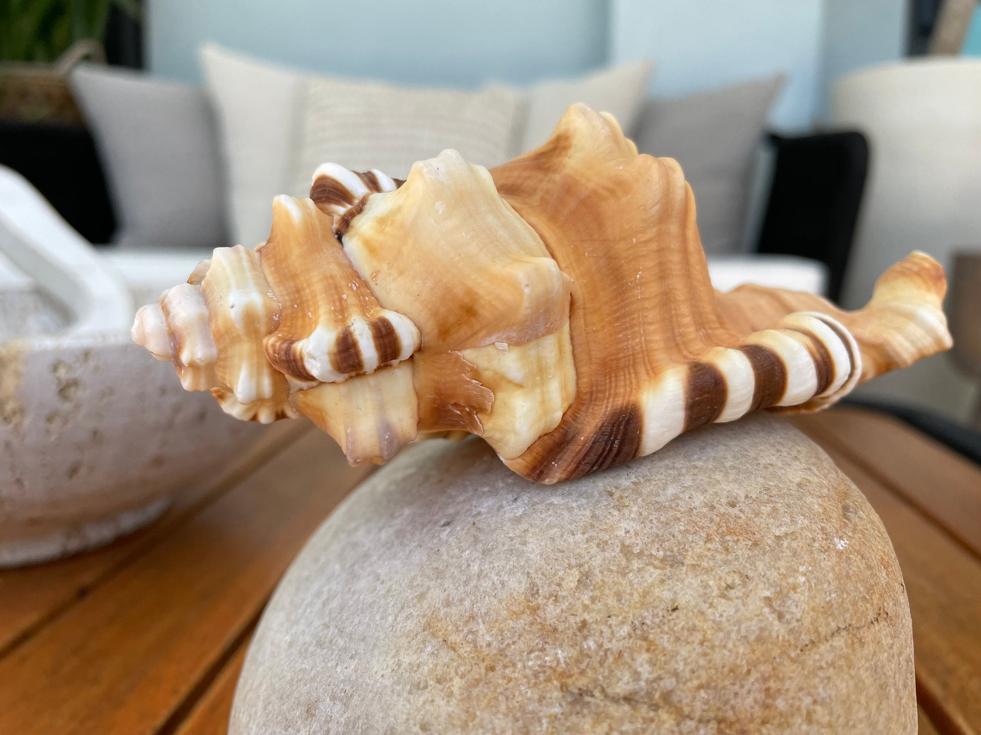 PERRY TRITON SHELL *All Sizes* Natural Orange Brown Display Seashell Coastal Beach Cymatium Conch