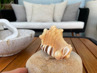 PERRY TRITON SHELL *All Sizes* Natural Orange Brown Display Seashell Coastal Beach Cymatium Conch