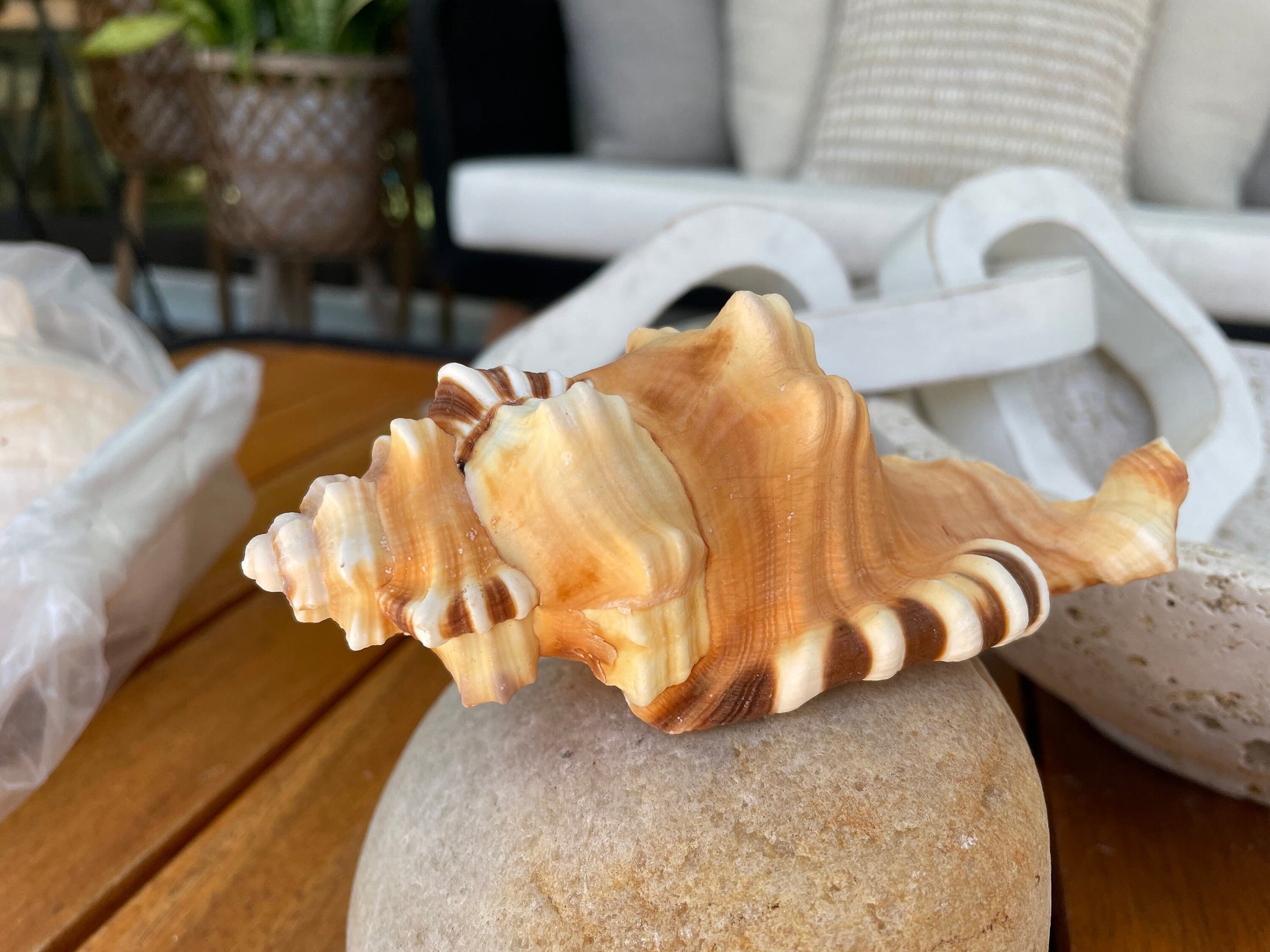 PERRY TRITON SHELL *All Sizes* Natural Orange Brown Display Seashell Coastal Beach Cymatium Conch