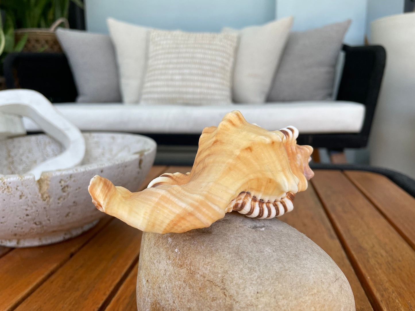 PERRY TRITON SHELL *All Sizes* Natural Orange Brown Display Seashell Coastal Beach Cymatium Conch
