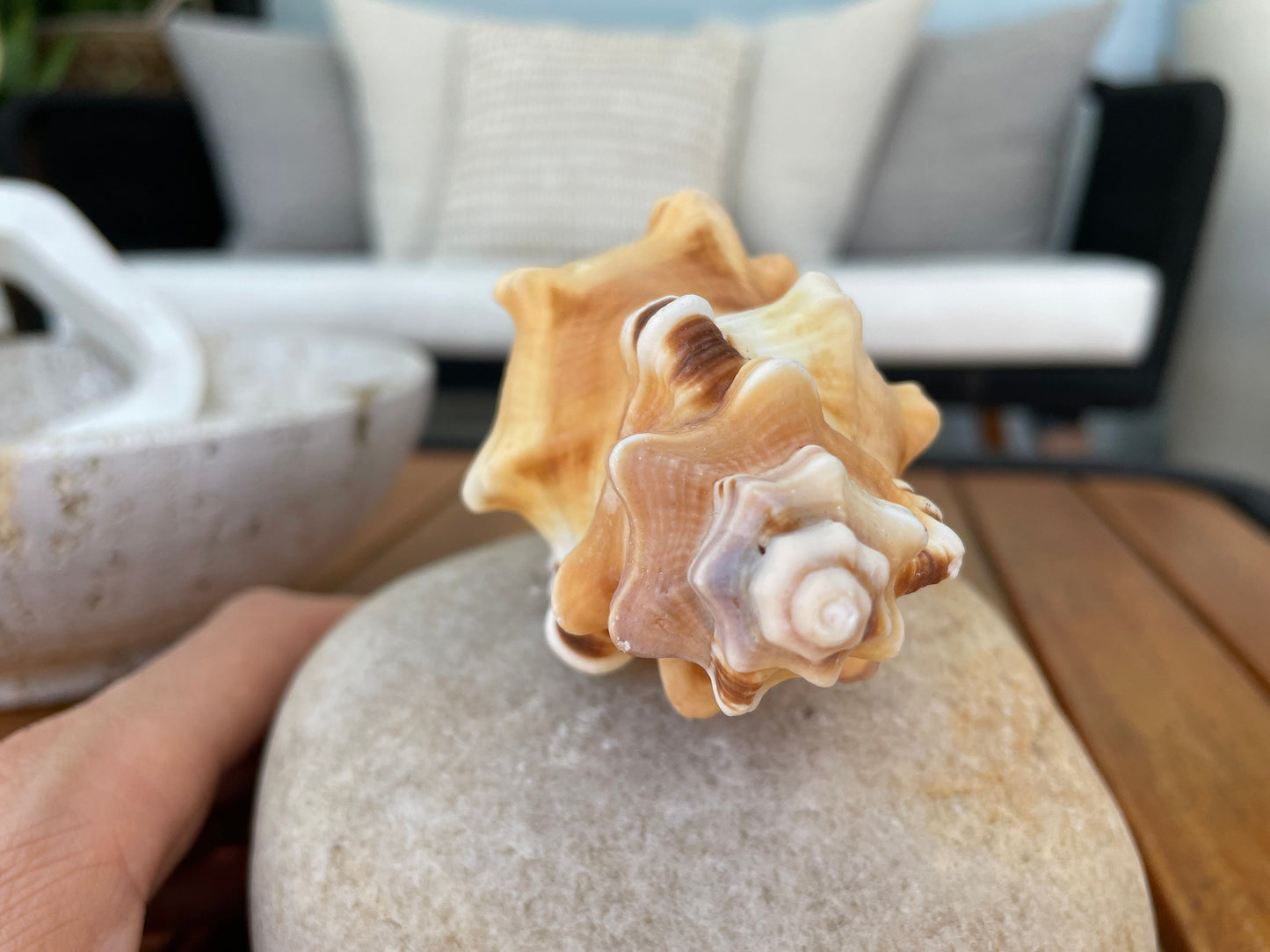 PERRY TRITON SHELL *All Sizes* Natural Orange Brown Display Seashell Coastal Beach Conch
