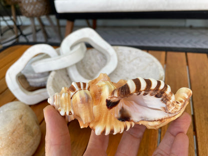 PERRY TRITON SHELL *All Sizes* Natural Orange Brown Display Seashell Coastal Beach Cymatium Conch