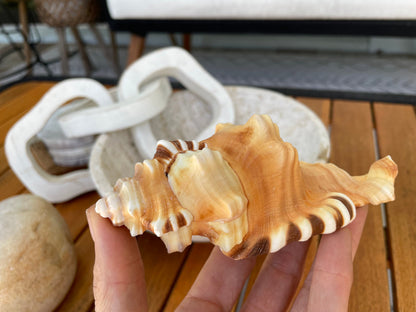 PERRY TRITON SHELL *All Sizes* Natural Orange Brown Display Seashell Coastal Beach Cymatium Conch