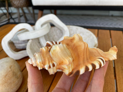 PERRY TRITON SHELL *All Sizes* Natural Orange Brown Display Seashell Coastal Beach Conch