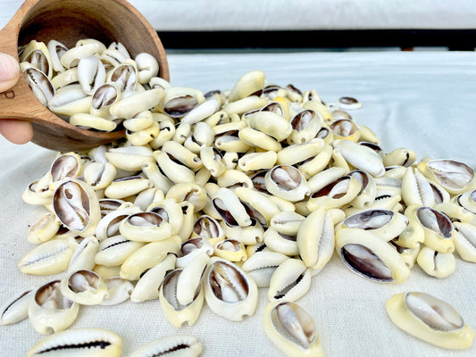 SLICED MONEY COWRY .5-1.25" *You Choose Quantity* Cowries Jewelry Craft Shells