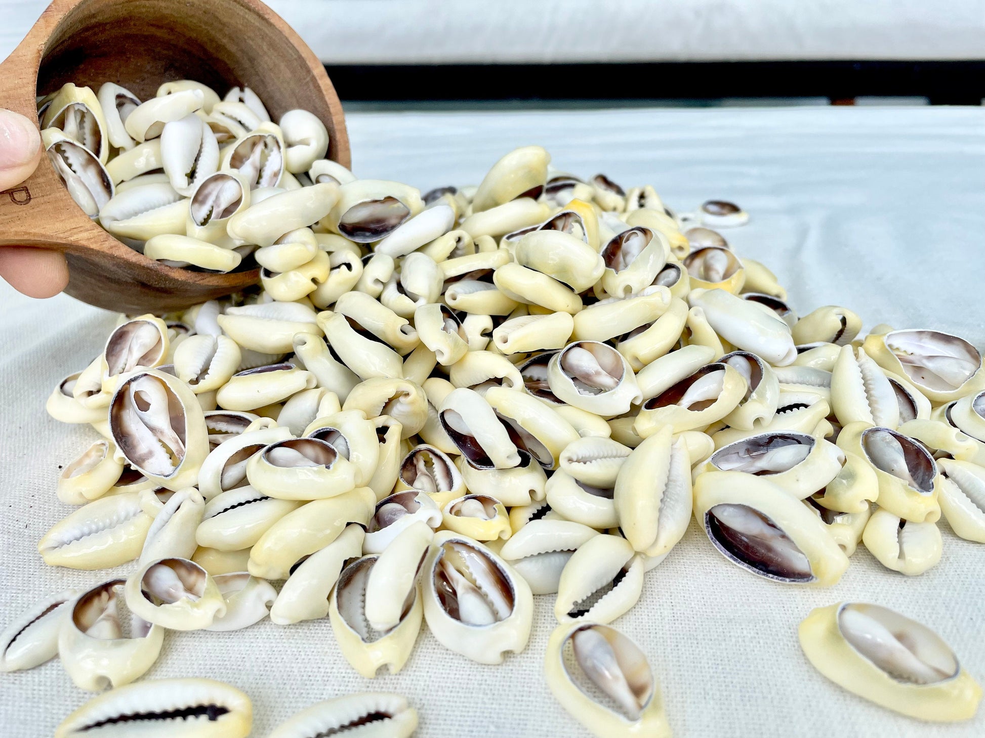 SLICED MONEY COWRY .5-1.25" *You Choose Quantity* Cowries Jewelry Craft Shells