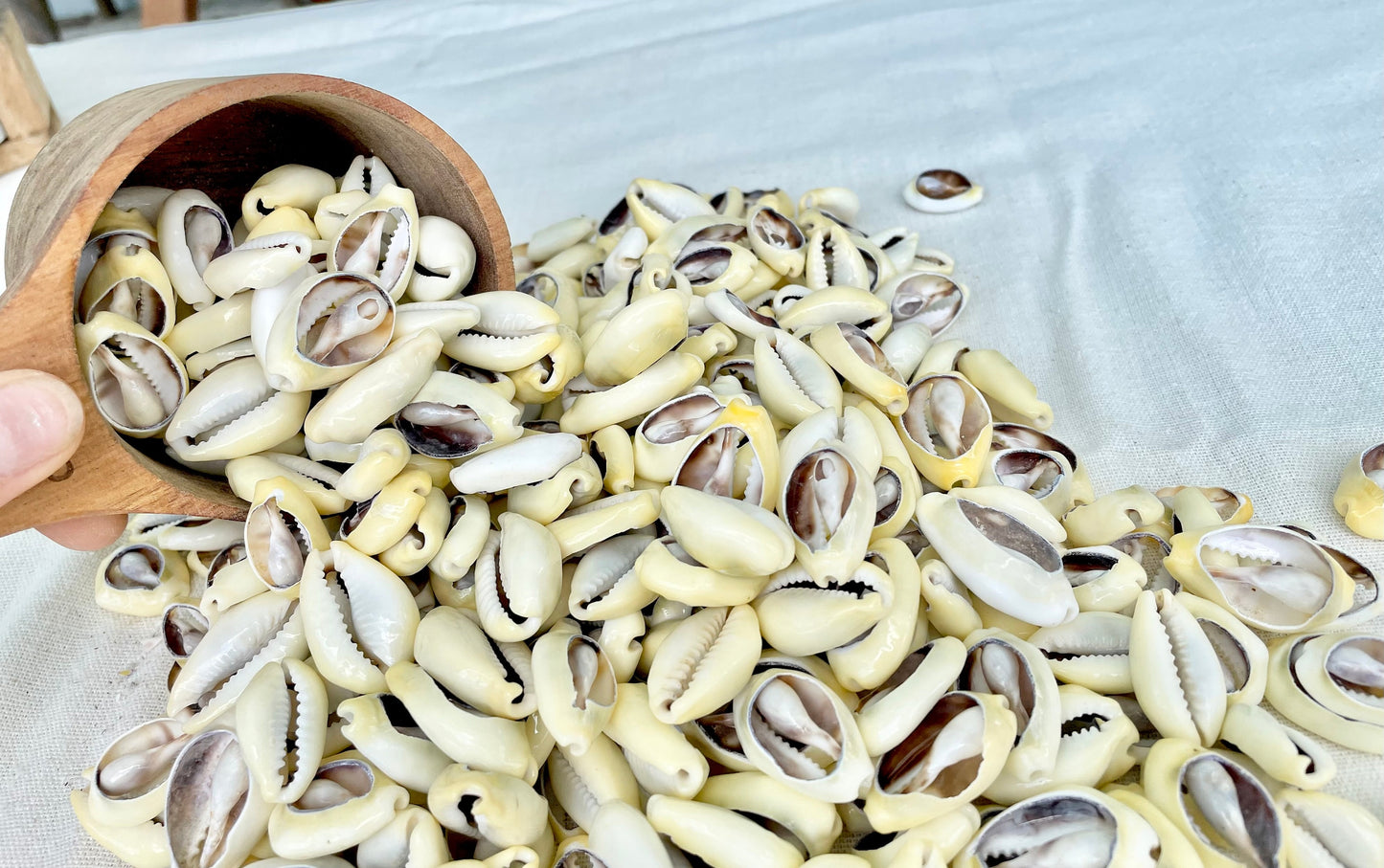 SLICED MONEY COWRY .5-1.25" *You Choose Quantity* Cowries Jewelry Craft Shells