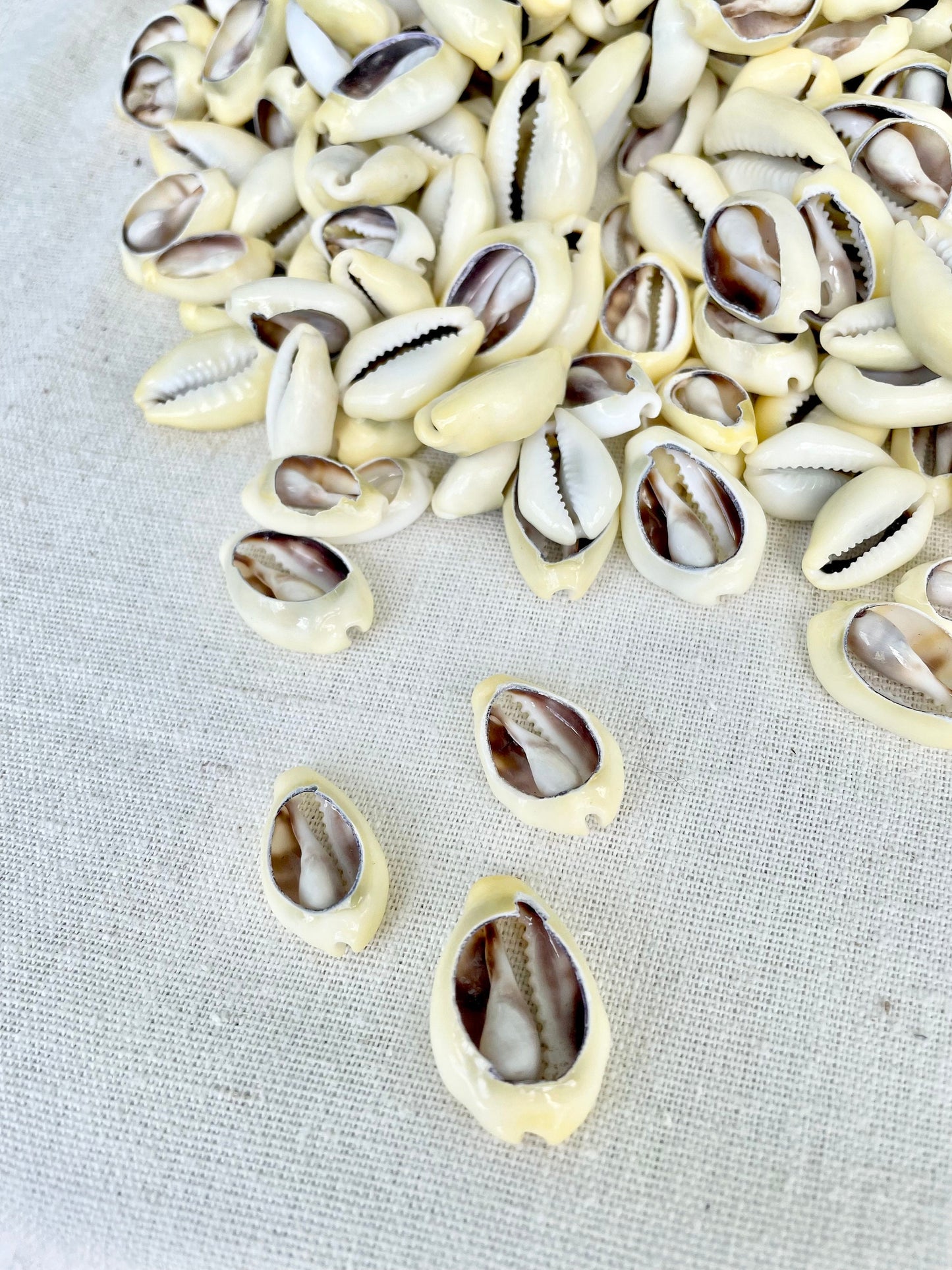 SLICED MONEY COWRY .5-1.25" *You Choose Quantity* Cowries Jewelry Craft Shells