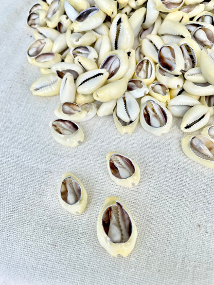 SLICED MONEY COWRY .5-1.25" *You Choose Quantity* Cowries Jewelry Craft Shells