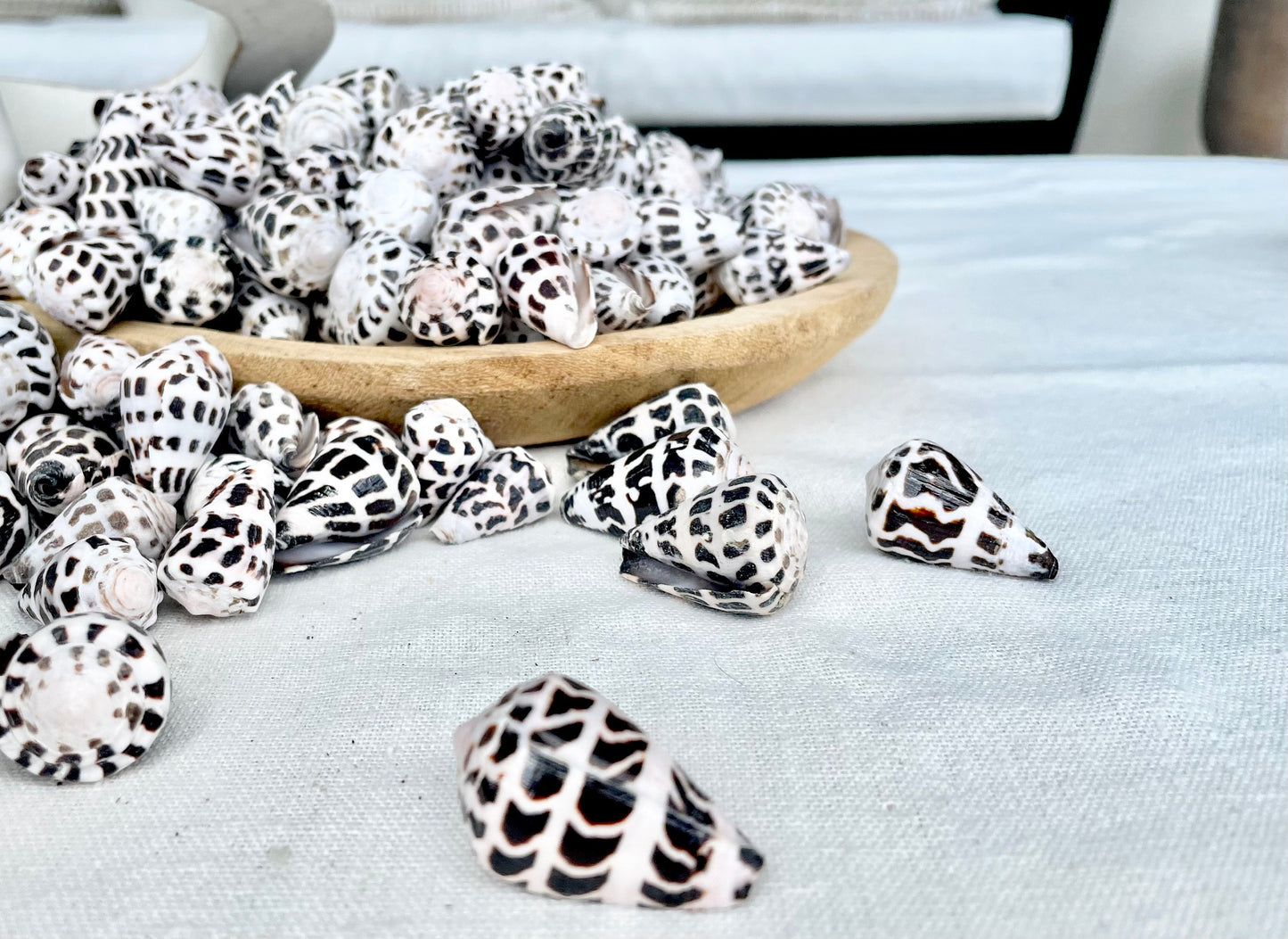 HEBREW CONE Shells *You Choose Quantity* .75-1.25" Natural Black White Spotted Small Craft Seashells Conus Ebraeus Coastal Beach Home Decor